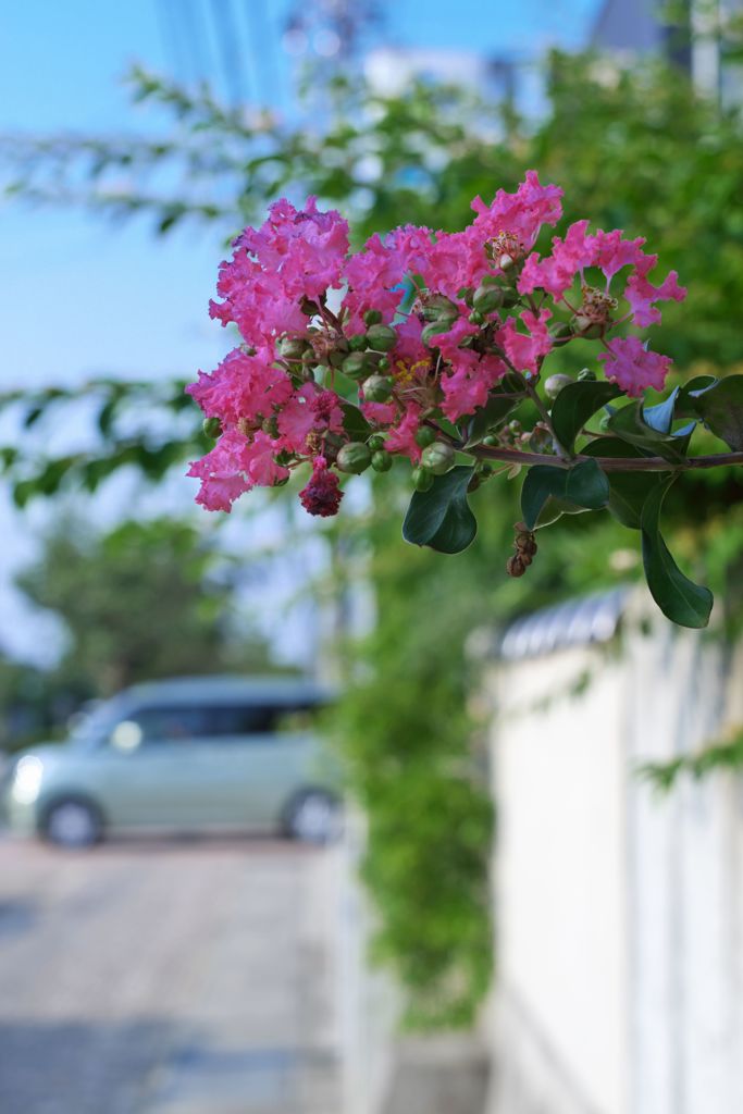 路傍の花たち2016：百日紅_街角の朝