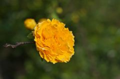 路傍の花たち2016：ななへやへ2016