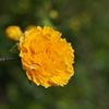 路傍の花たち2016：ななへやへ2016