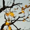 路傍の花たち2016：晩秋の黄色