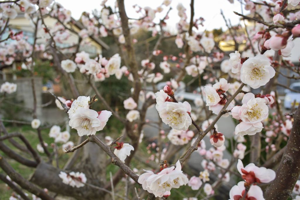 路傍の花たち2016：海辺の白梅