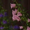 路傍の花たち2016：土曜日のカンパニュラ
