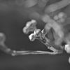 モノクロ散歩2016：来年の花水木