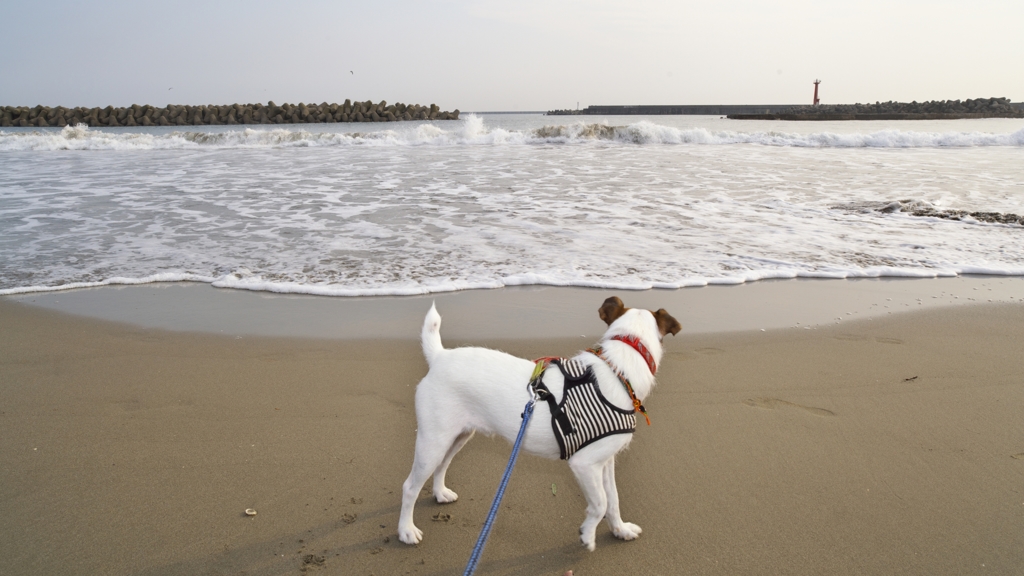 海辺の太朗2015秋a