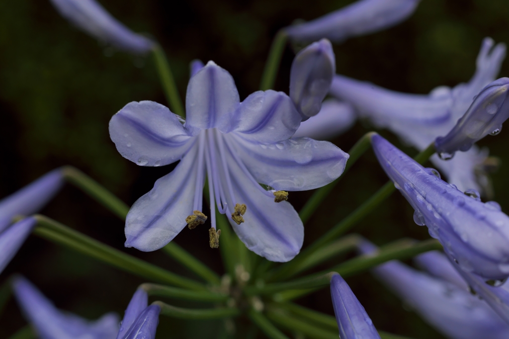 路傍の花たち2015：雨を纏った紫君子蘭