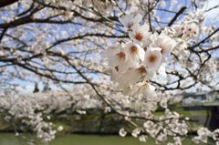 路傍の花たち2016：下条川千本桜（寄ってみる）