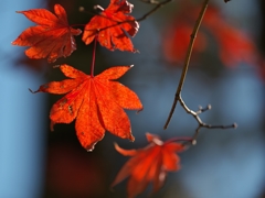 唐紅の綾錦2014k：散る紅葉