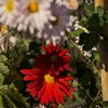 路傍の花たち2016：陽だまりの赤と白
