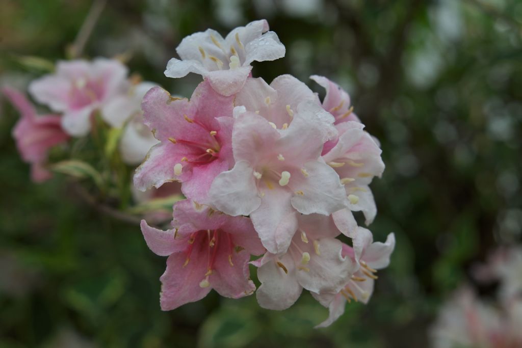 路傍の花たち2017：箱根空木