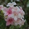 路傍の花たち2017：箱根空木