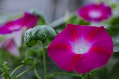 路傍の花たち2015：赤紫と紅