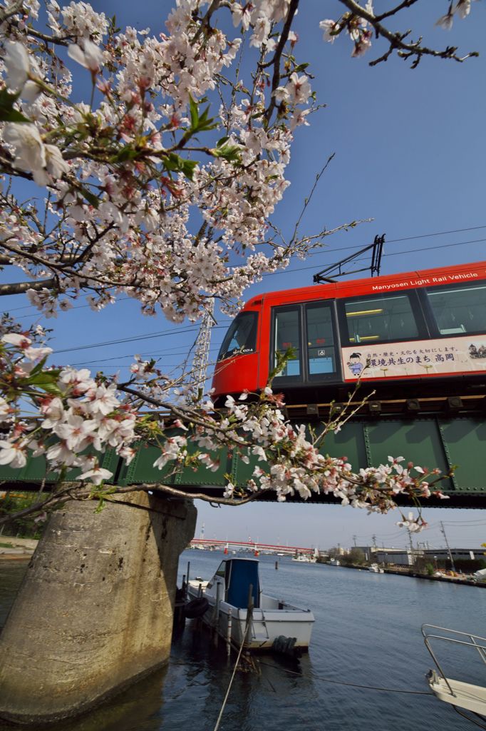 路傍の花たち2016：散り初め桜と万葉線（赤トラム）