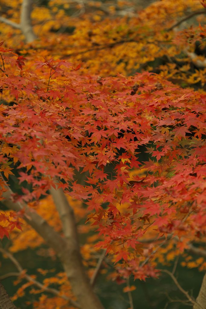 唐紅の綾錦2016：水の緑と