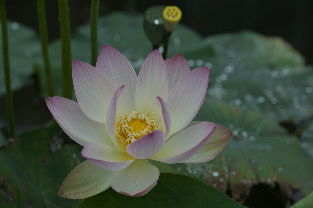 路傍の花たち2015：蓮の台
