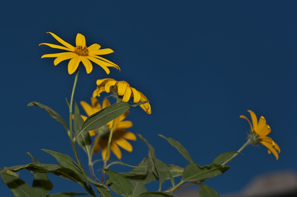 路傍の花たち2015：青と黄色b