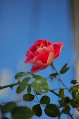 路傍の花たち2015：冬の薔薇a