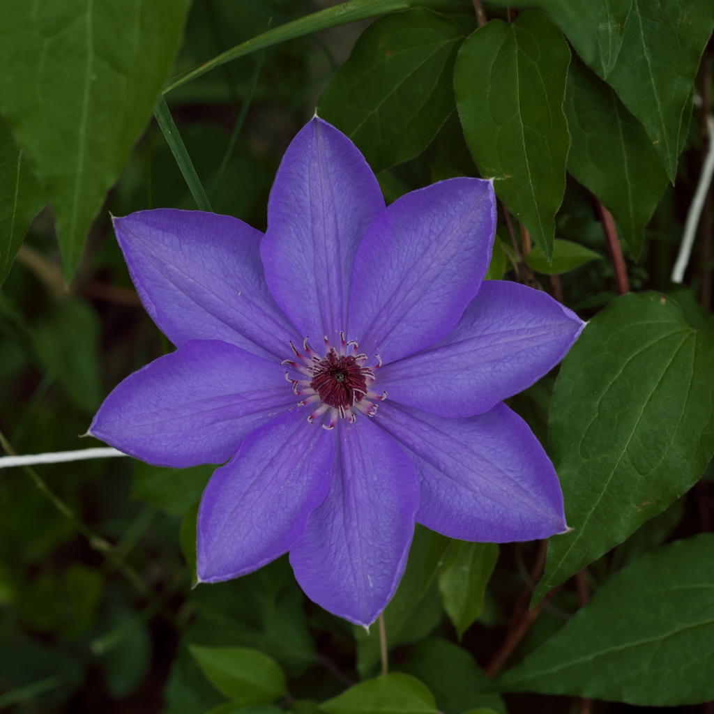 路傍の花たち2015：風車？