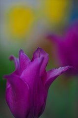 路傍の花たち2015：紫と黄色b