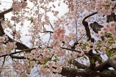 桜めぐり2015：小竹藪の紅枝垂b