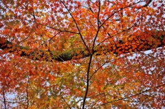 唐紅の綾錦2015：紅葉さまざま