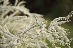 路傍の花たち2016：春の雪