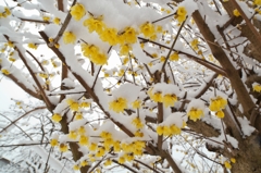 雪と蝋梅2015b：黄色いっぱい