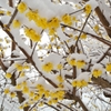 雪と蝋梅2015b：黄色いっぱい