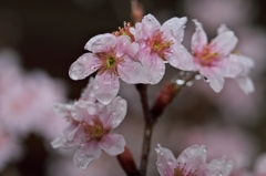 花冷えの雨2015：啓翁桜b