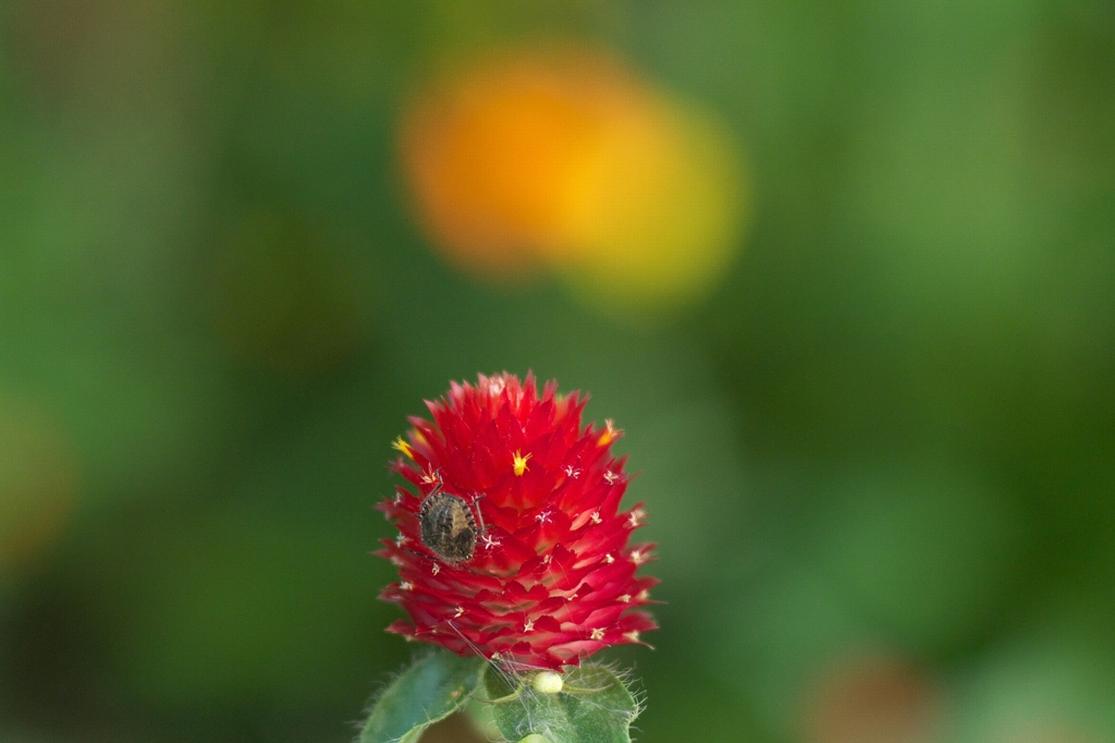 黄花千日紅