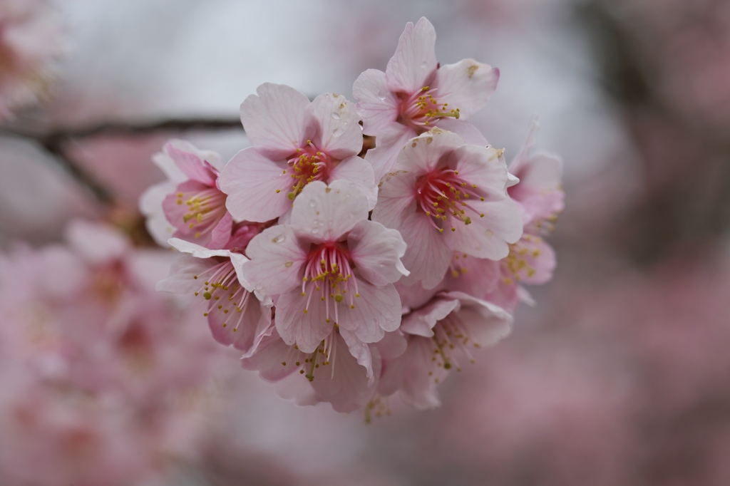 桜めぐり2015：花手鞠