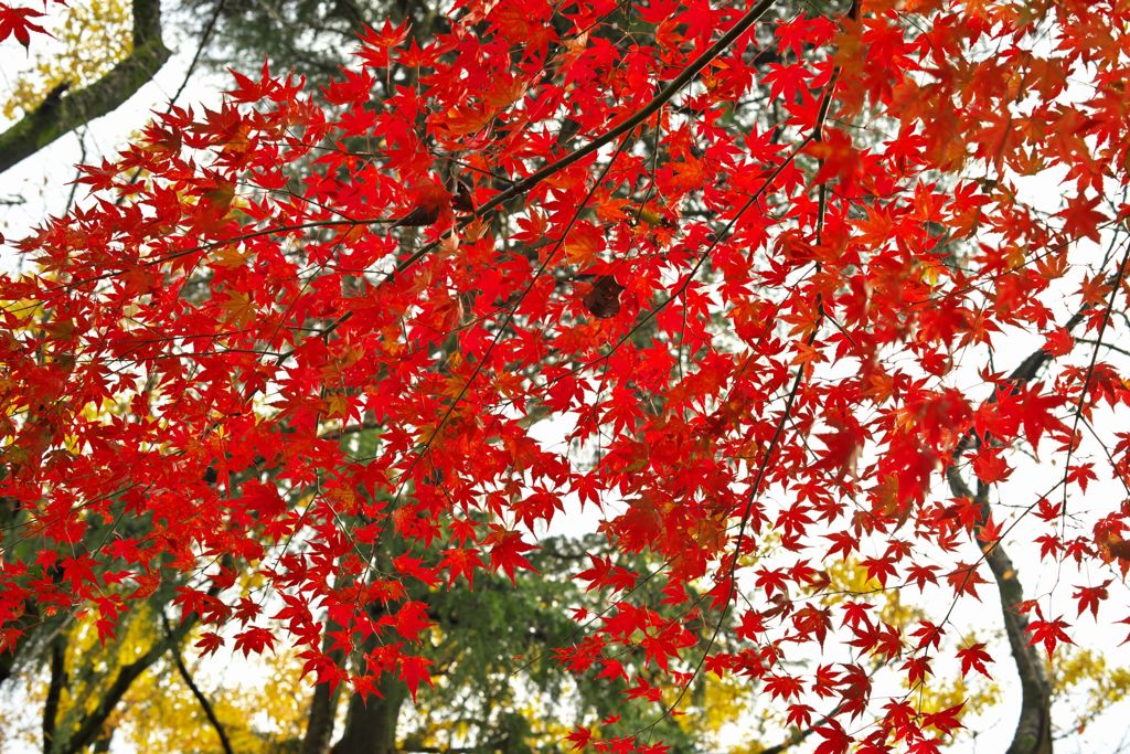唐紅の綾錦2016：深山の深緋