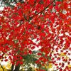 唐紅の綾錦2016：深山の深緋