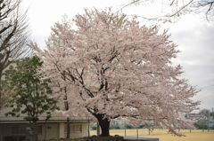 路傍の花たち2016：学び舎の桜