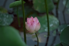 路傍の花たち2015：寄り添う蓮華