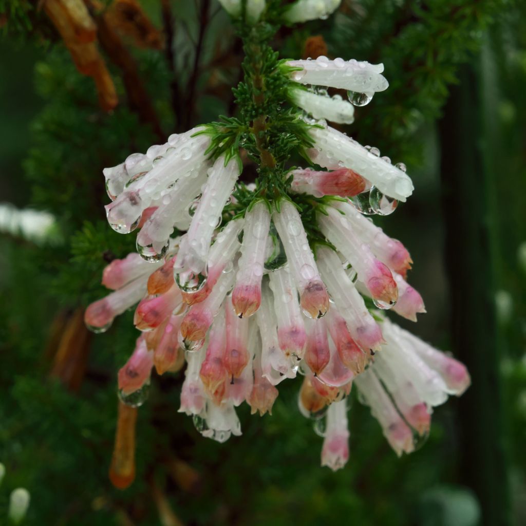 路傍の花たち2016：エリカの涙（等倍切り出し）