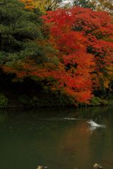 唐紅の綾錦2016：鳰飛び込む