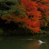 唐紅の綾錦2016：鳰飛び込む