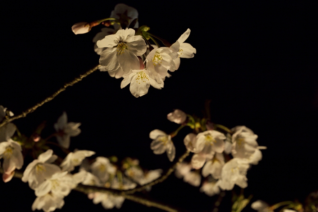 松川夜桜