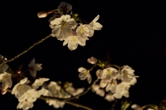 松川夜桜