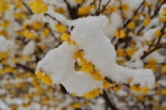 路傍の花たち2016：Wintersweet under Snow a