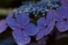 路傍の花たち2015：梅雨の額紫陽花