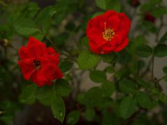 路傍の花たち2017：夏の花_小さな薔薇