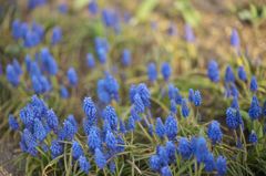 路傍の花たち2016：ムスカリの群れb