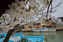 桜めぐり2015：内川＿水辺の桜a