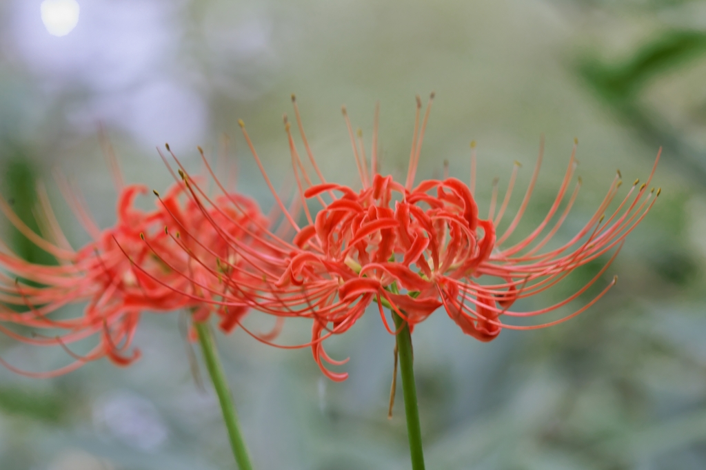 路傍の花たち2015：西内濠の緋色b