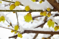 白と黄色2015b：咲き初め蝋梅