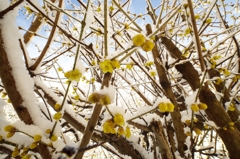 白と黄色2015a：蝋梅開花