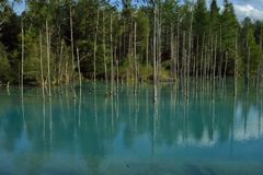 北海道旅行2016：クールバスクリン（青い池）