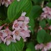 路傍の花たち2017：けんか山の頃_a