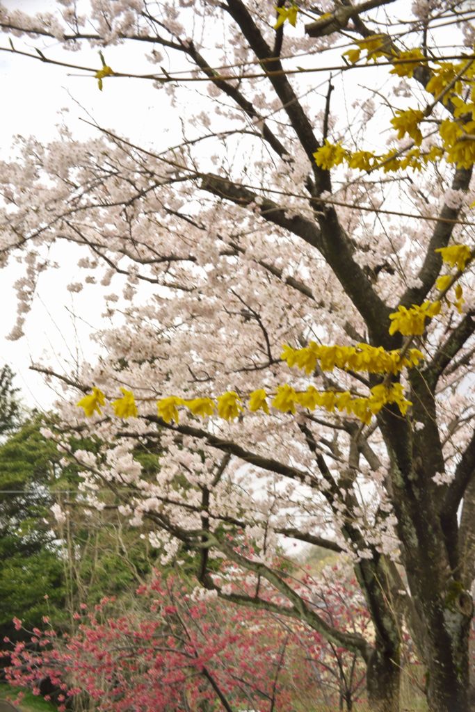 路傍の花たち2016：赤・白・黄色